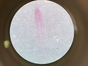 Thumbnail image of Leica M60 Stereo Microscope, CLS 150 X Light Source, & MPS 60 Interface Panel
