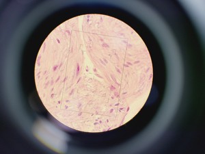 Thumbnail image of Nikon Optiphot Microscope w/ Microflex HFX-II & FX-35A Attachments