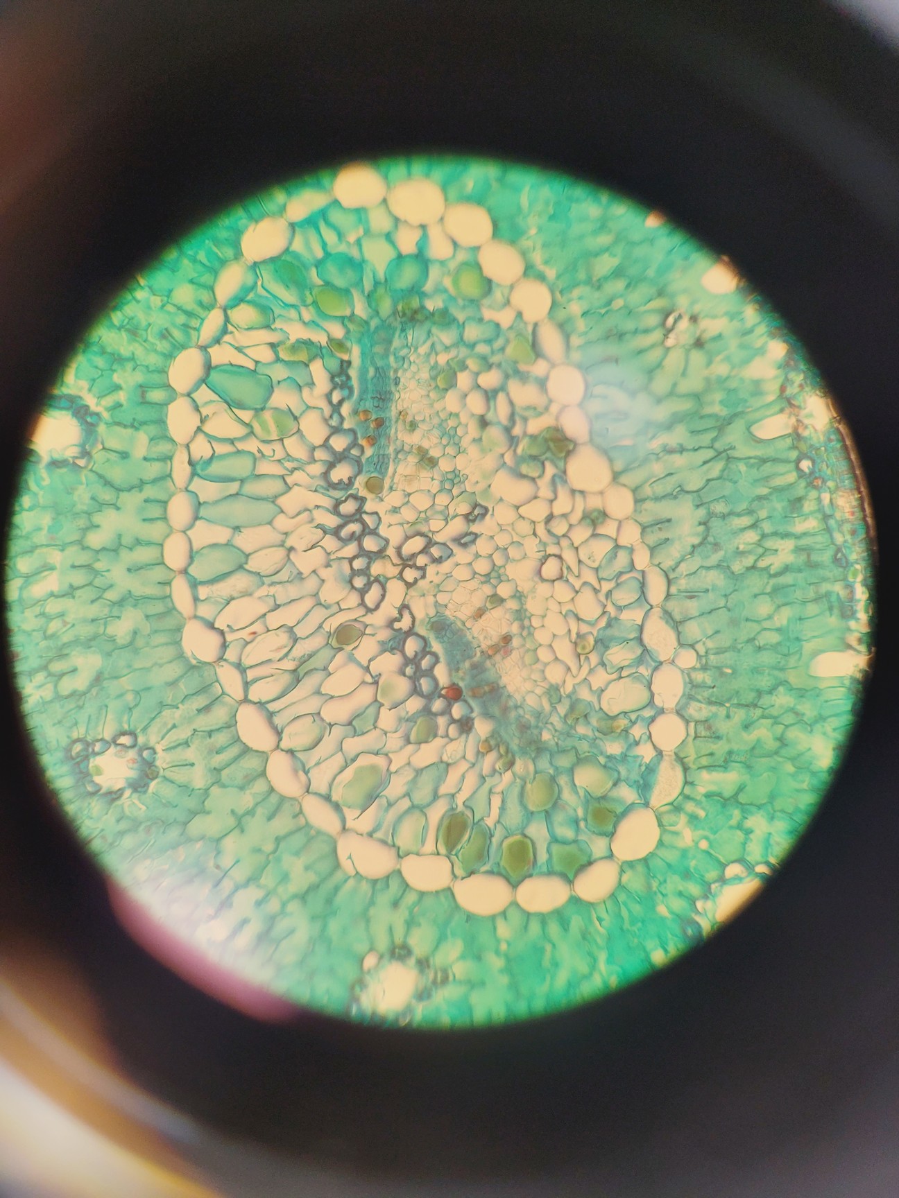 Image of Carl Zeiss Axioplan 2 Imaging Microscope w/ 7 x Epiplan-Neofluar Objectives Lab