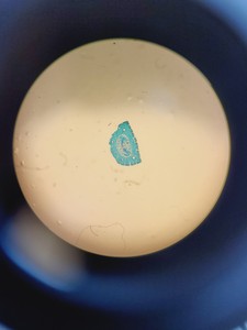Thumbnail image of Carl Zeiss Axioplan 2 Imaging Microscope w/ 7 x Epiplan-Neofluar Objectives Lab