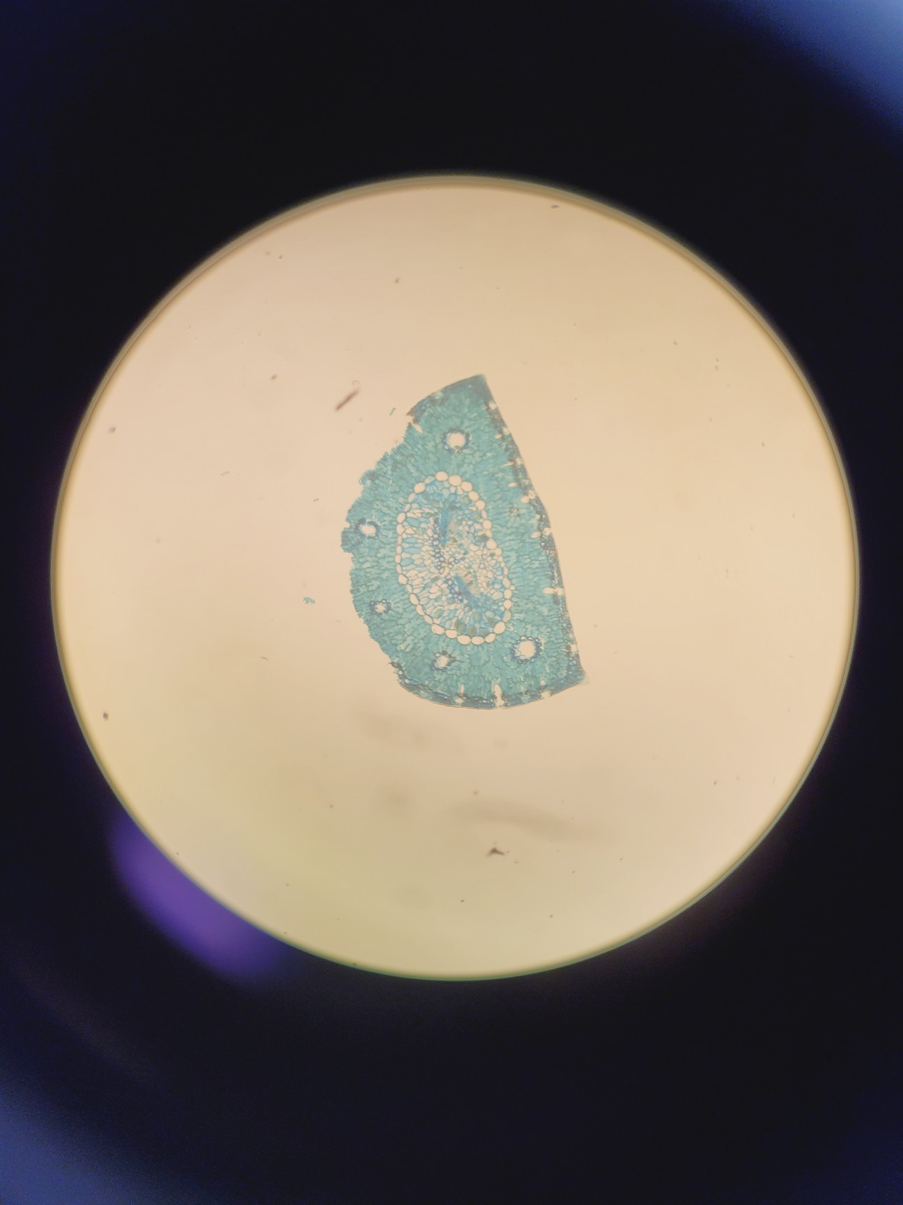 Image of Carl Zeiss Axioplan 2 Imaging Microscope w/ 7 x Epiplan-Neofluar Objectives Lab