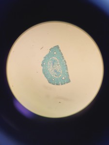 Thumbnail image of Carl Zeiss Axioplan 2 Imaging Microscope w/ 7 x Epiplan-Neofluar Objectives Lab