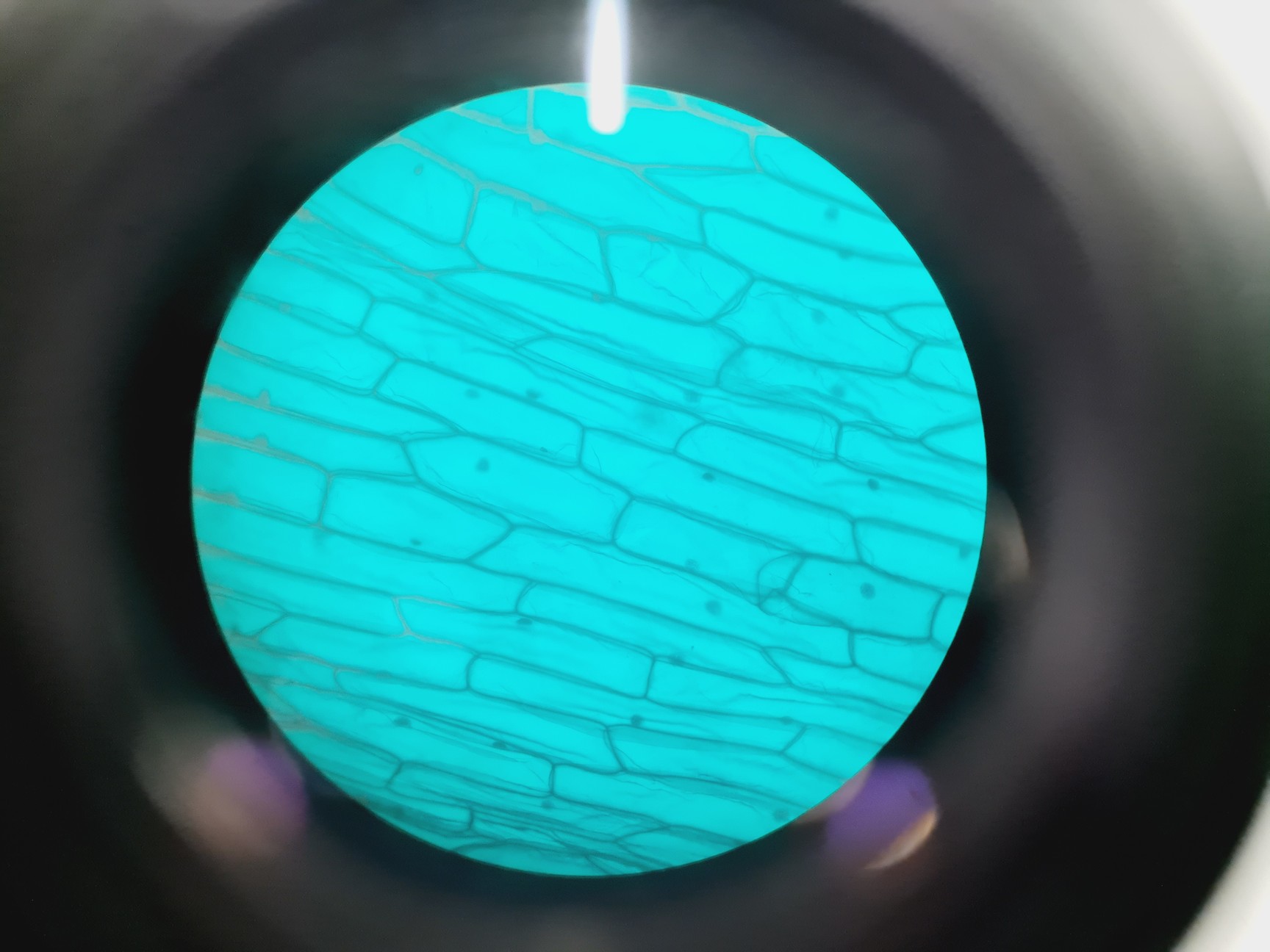 Image of Leica DMIRB Inverted Microscope w/ 4 x Objectives 4x/10x/40x C Plan Lab