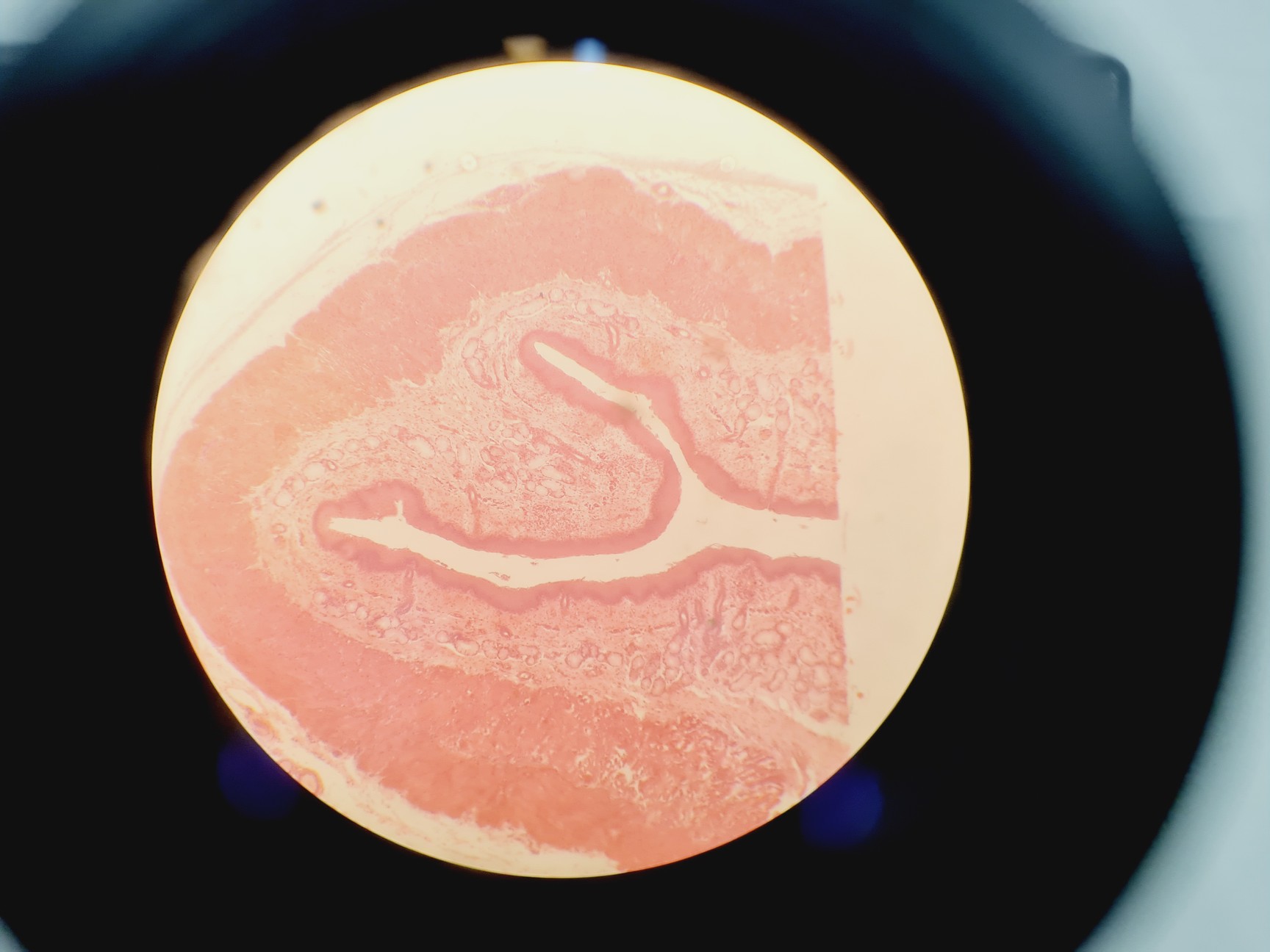 Image of Leica DMIRB Inverted Microscope w/ 4 x Objectives 4x/10x/40x C Plan Lab