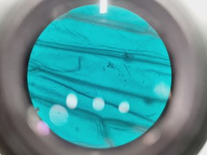 Thumbnail image of Leica DMIRB Inverted Microscope w/ 4 x Objectives 4x/10x/40x C Plan Lab