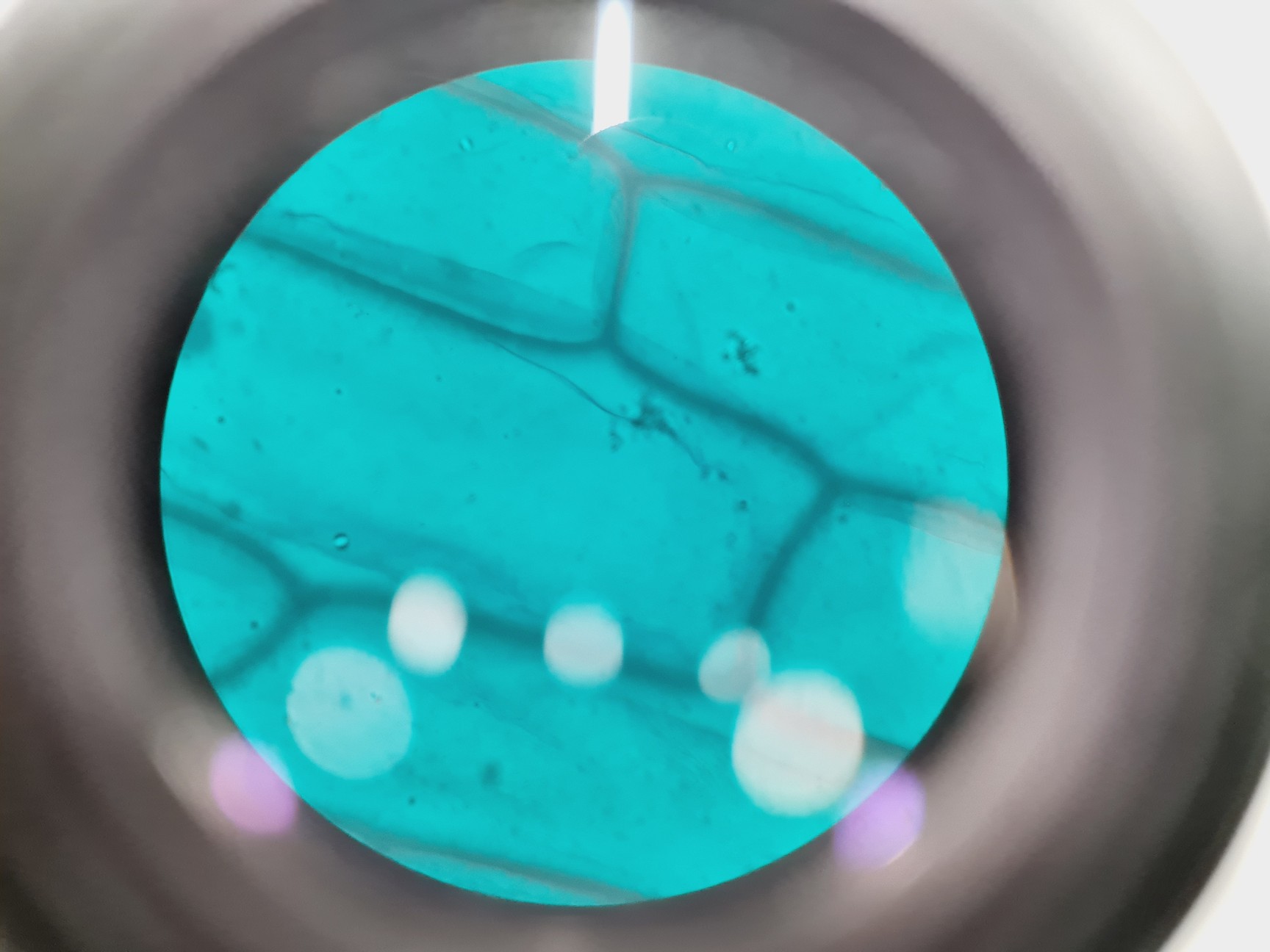 Image of Leica DMIRB Inverted Microscope w/ 4 x Objectives 4x/10x/40x C Plan Lab