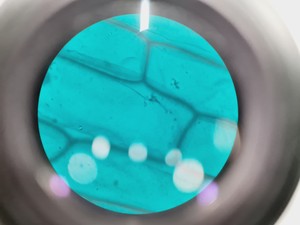 Thumbnail image of Leica DMIRB Inverted Microscope w/ 4 x Objectives 4x/10x/40x C Plan Lab