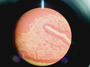 Thumbnail image of Leica DMIRB Inverted Microscope w/ 4 x Objectives 4x/10x/40x C Plan Lab