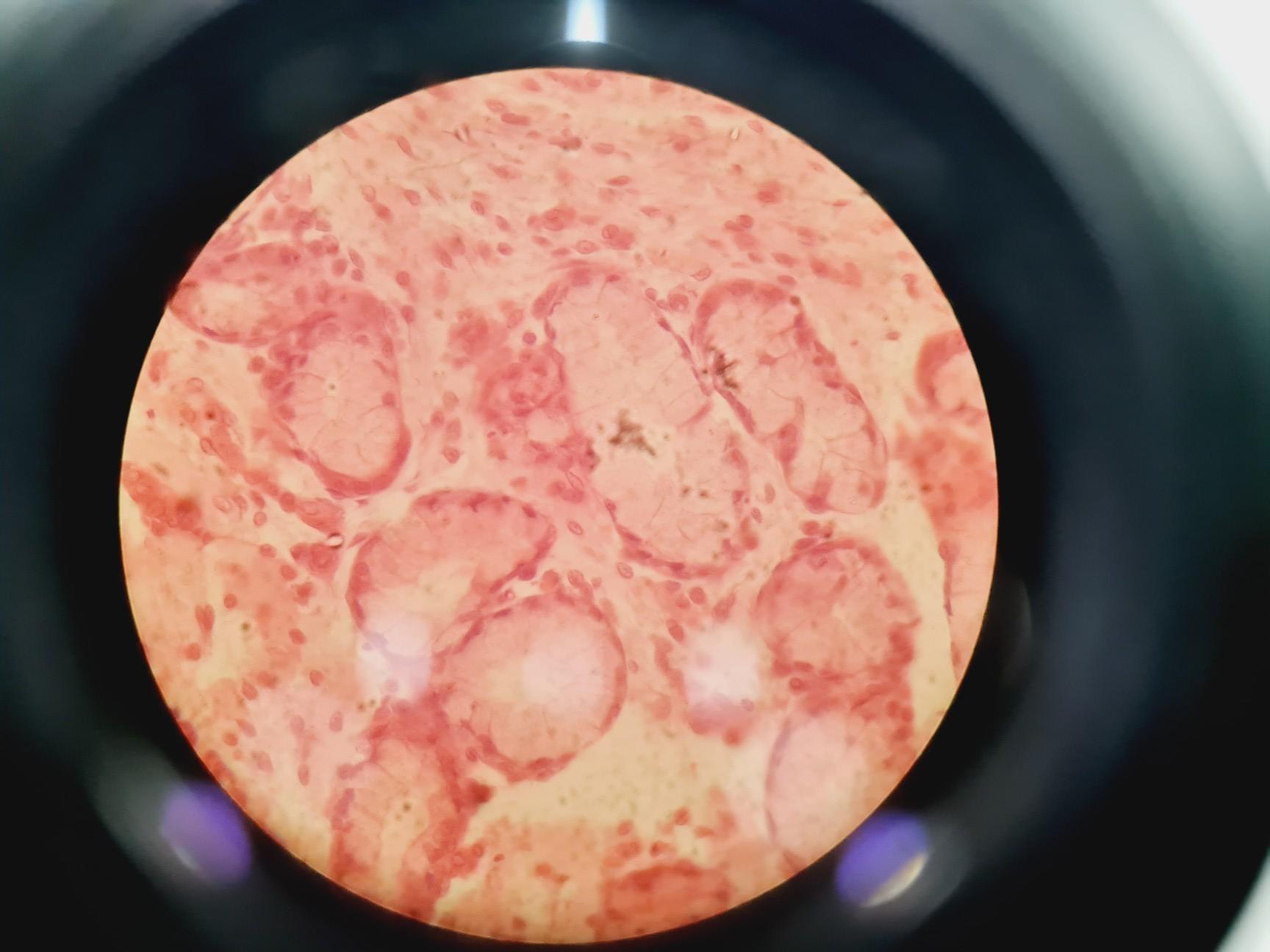 Image of Leica DMIRB Inverted Microscope w/ 4 x Objectives 4x/10x/40x C Plan Lab