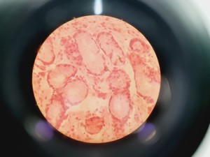 Thumbnail image of Leica DMIRB Inverted Microscope w/ 4 x Objectives 4x/10x/40x C Plan Lab