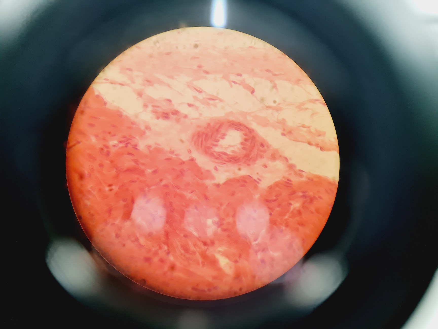 Image of Leica DMIRB Inverted Microscope w/ 4 x Objectives 4x/10x/40x C Plan Lab