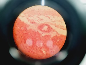 Thumbnail image of Leica DMIRB Inverted Microscope w/ 4 x Objectives 4x/10x/40x C Plan Lab