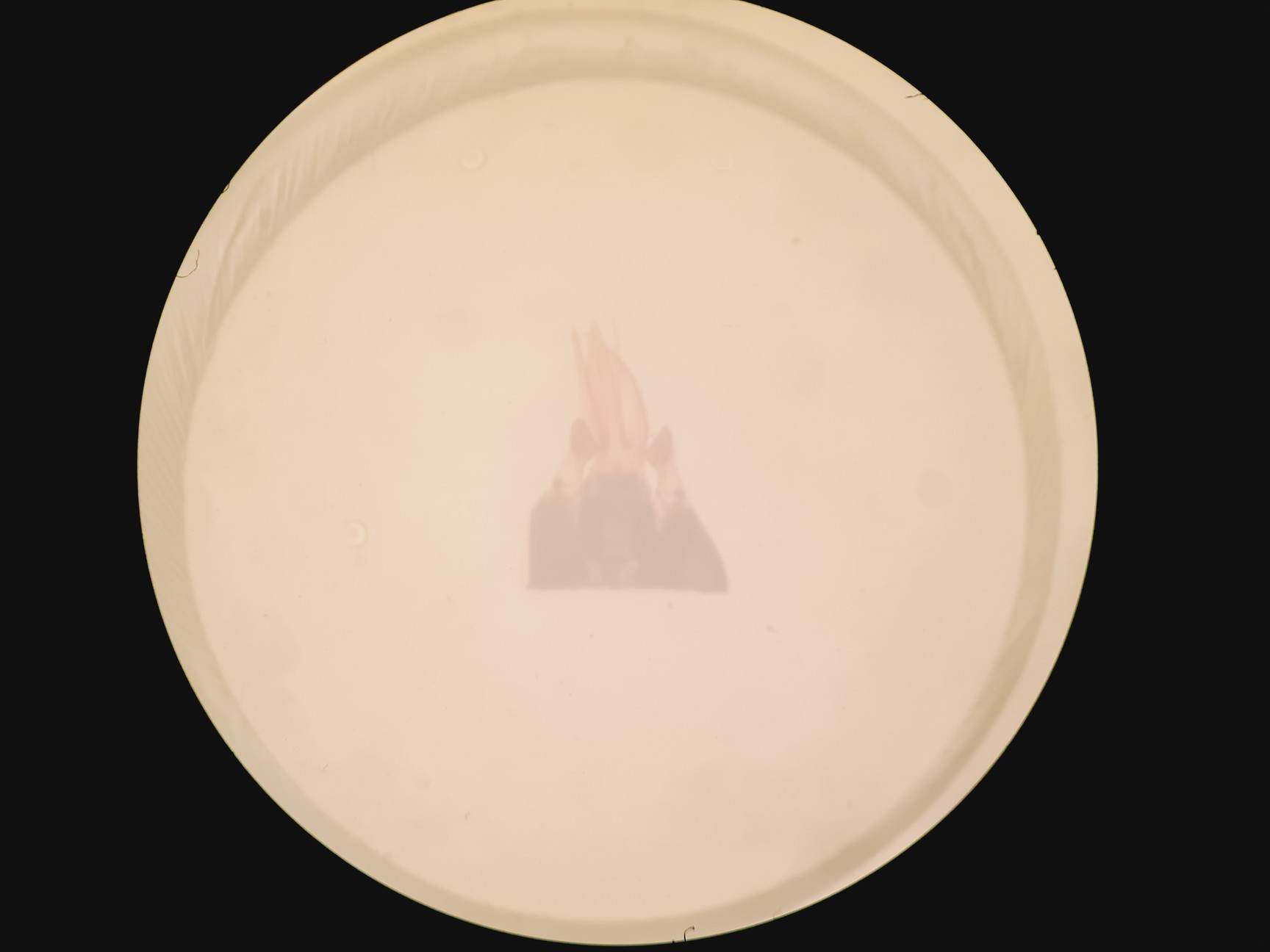 Image of Olympus SZH-ILLD Stereo Microscope Lab