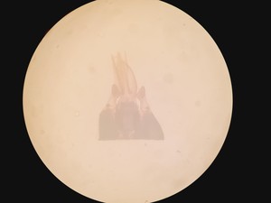 Thumbnail image of Olympus SZH-ILLD Stereo Microscope Lab