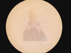 Thumbnail image of Olympus SZH-ILLD Stereo Microscope Lab