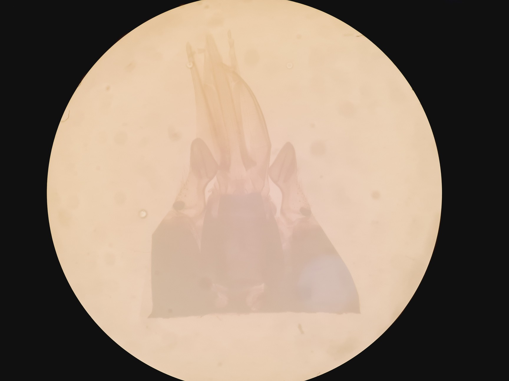 Image of Olympus SZH-ILLD Stereo Microscope Lab