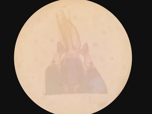 Thumbnail image of Olympus SZH-ILLD Stereo Microscope Lab