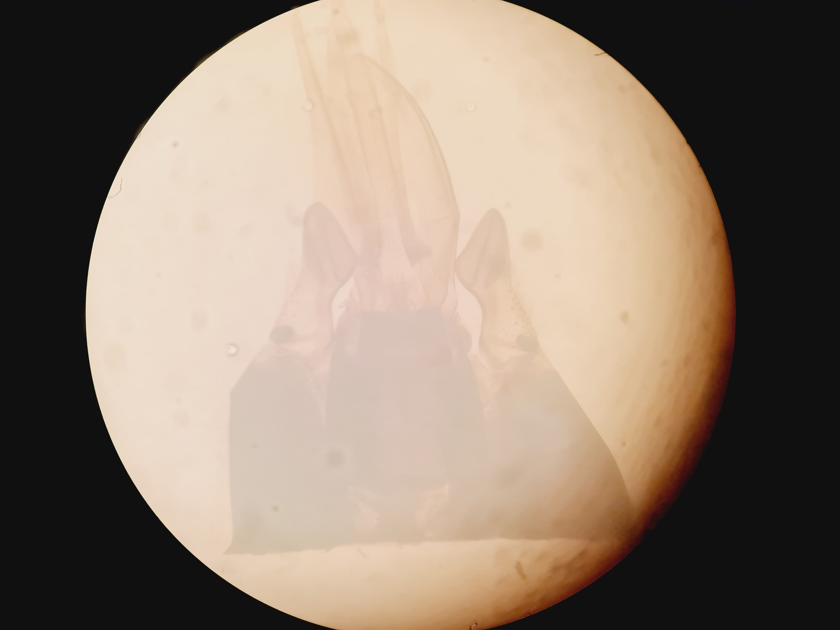 Image of Olympus SZH-ILLD Stereo Microscope Lab