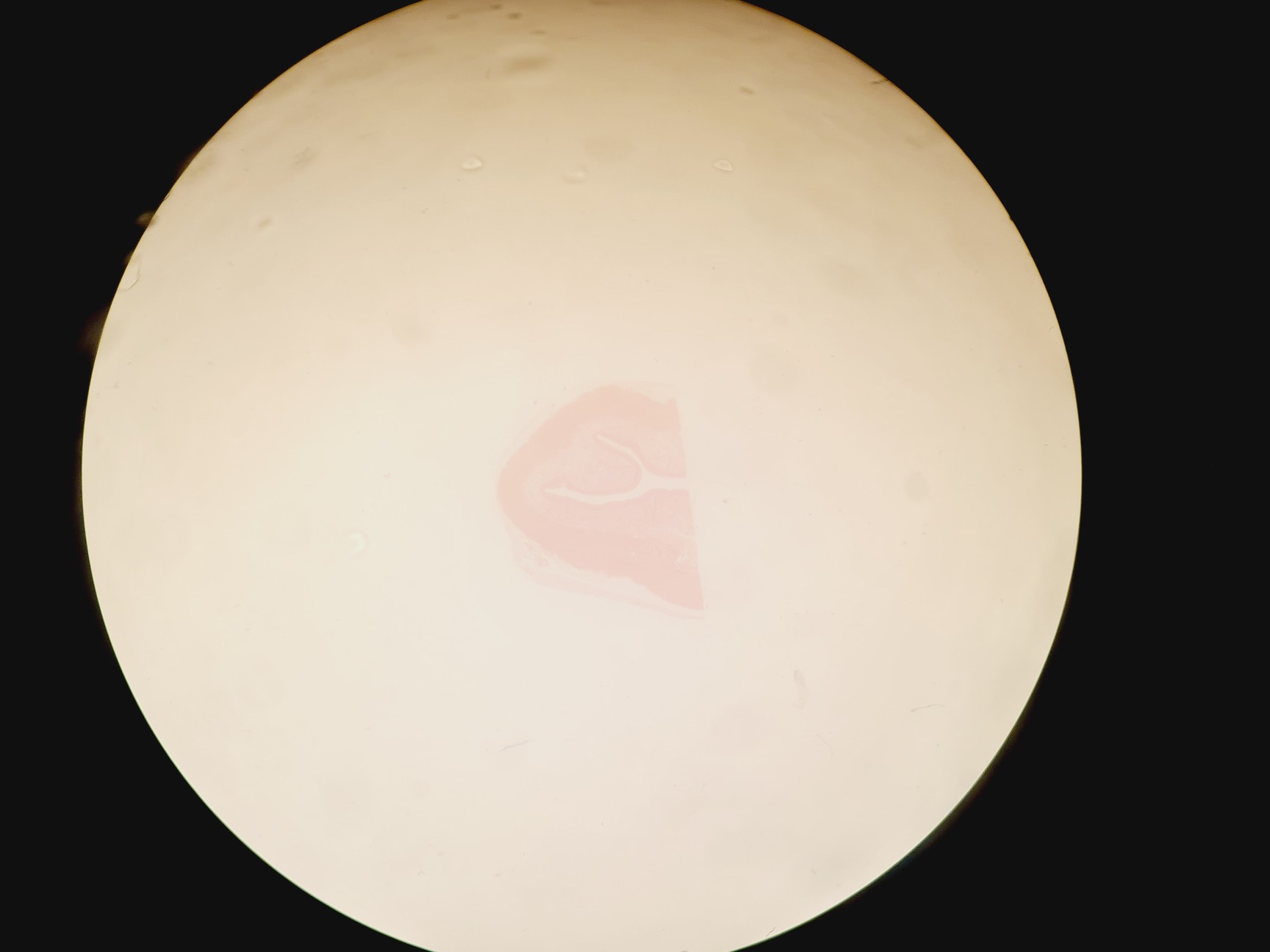 Image of Olympus SZH-ILLD Stereo Microscope Lab