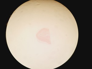 Thumbnail image of Olympus SZH-ILLD Stereo Microscope Lab