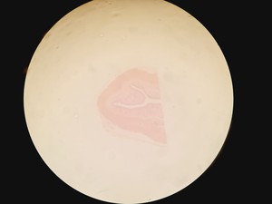 Thumbnail image of Olympus SZH-ILLD Stereo Microscope Lab