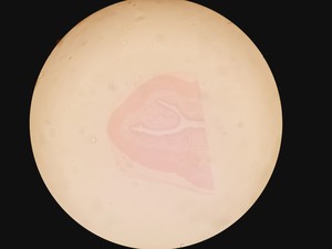 Thumbnail image of Olympus SZH-ILLD Stereo Microscope Lab