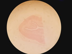 Thumbnail image of Olympus SZH-ILLD Stereo Microscope Lab