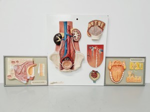 Thumbnail image of Philip Harris Human Anatomy Models