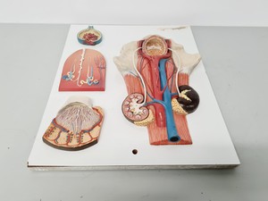 Thumbnail image of Philip Harris Human Anatomy Models