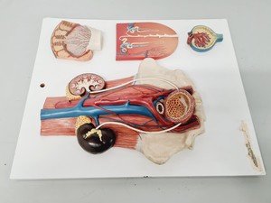 Thumbnail image of Philip Harris Human Anatomy Models