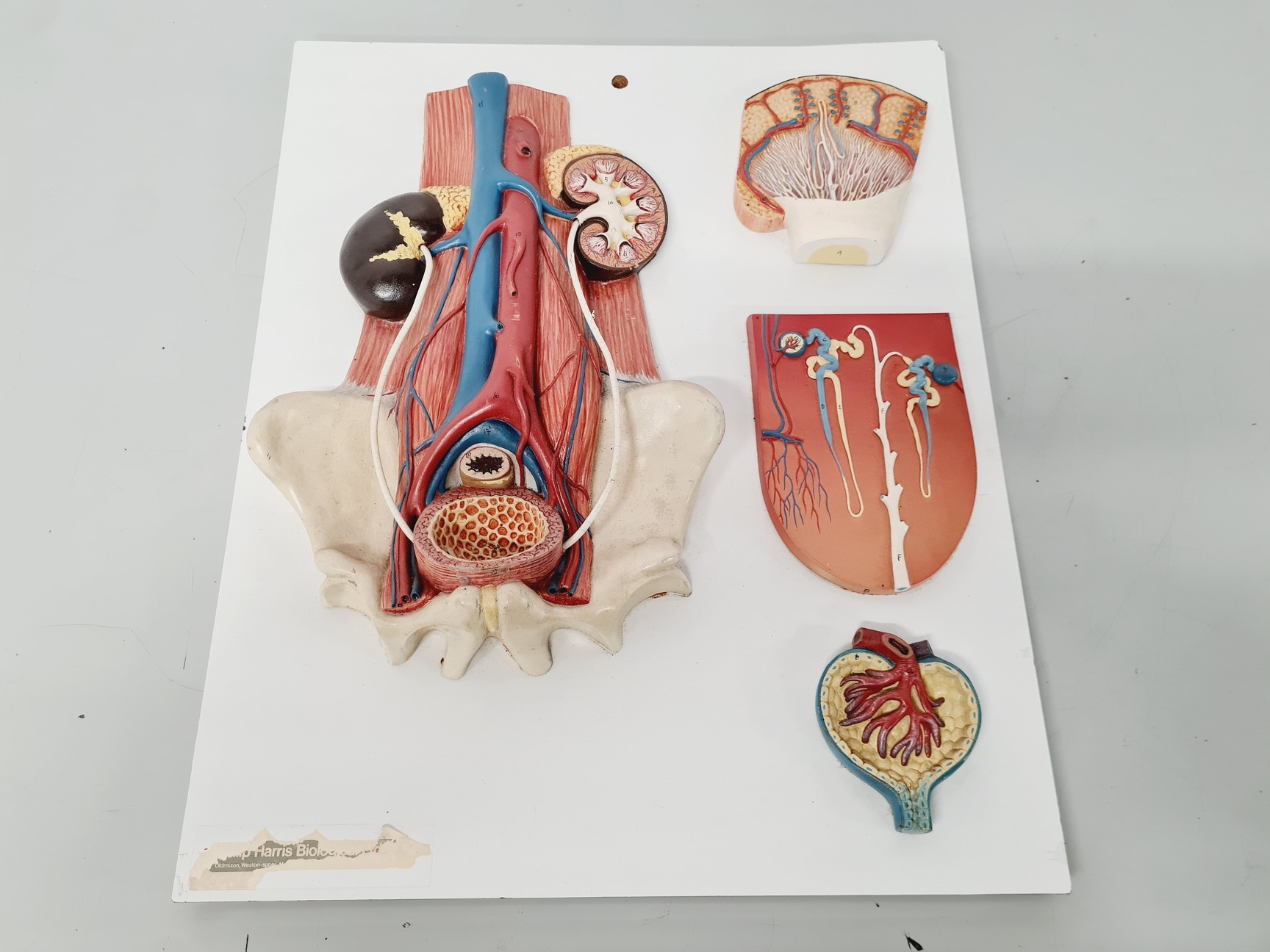 Image of Philip Harris Human Anatomy Models