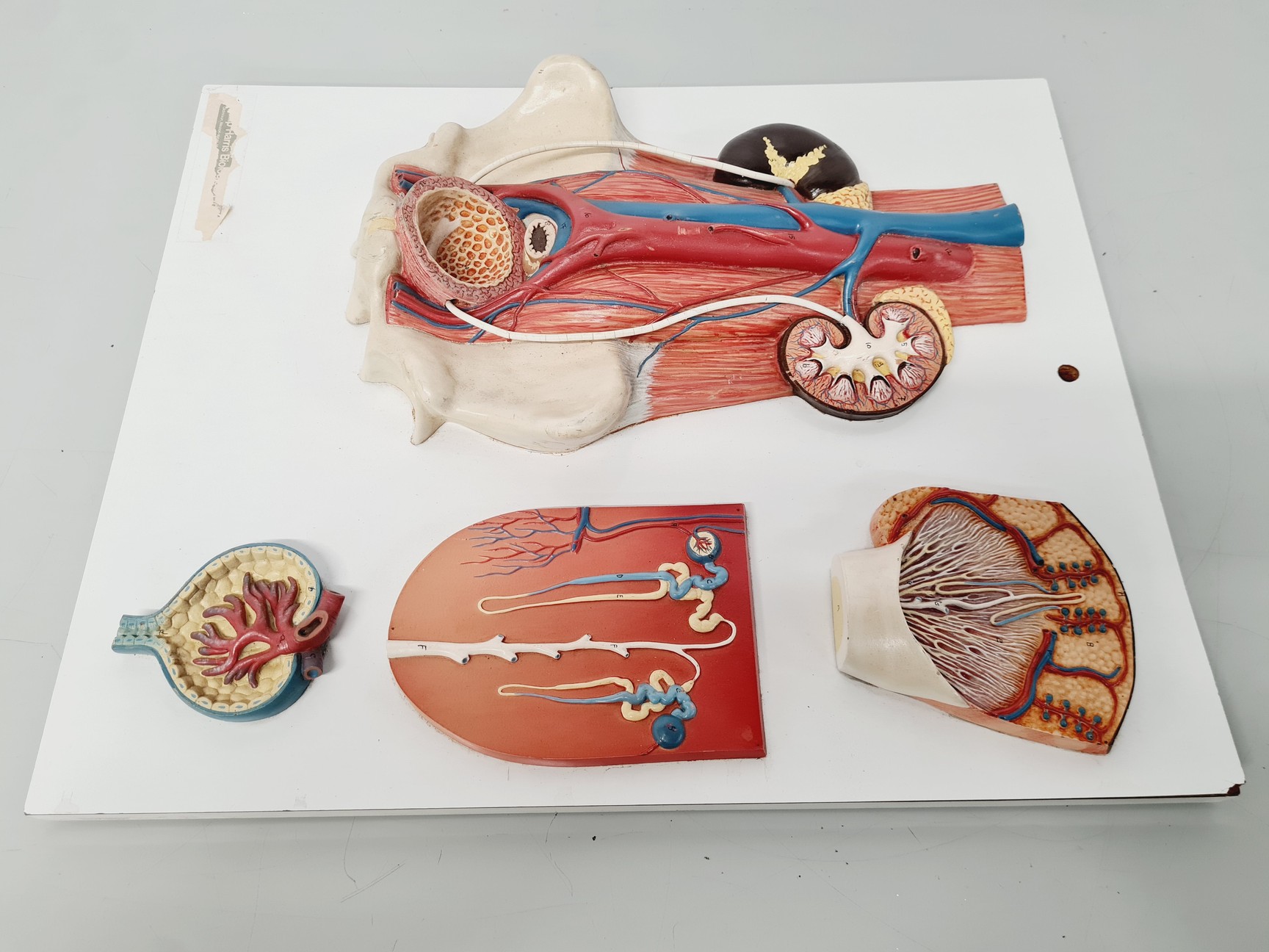 Image of Philip Harris Human Anatomy Models