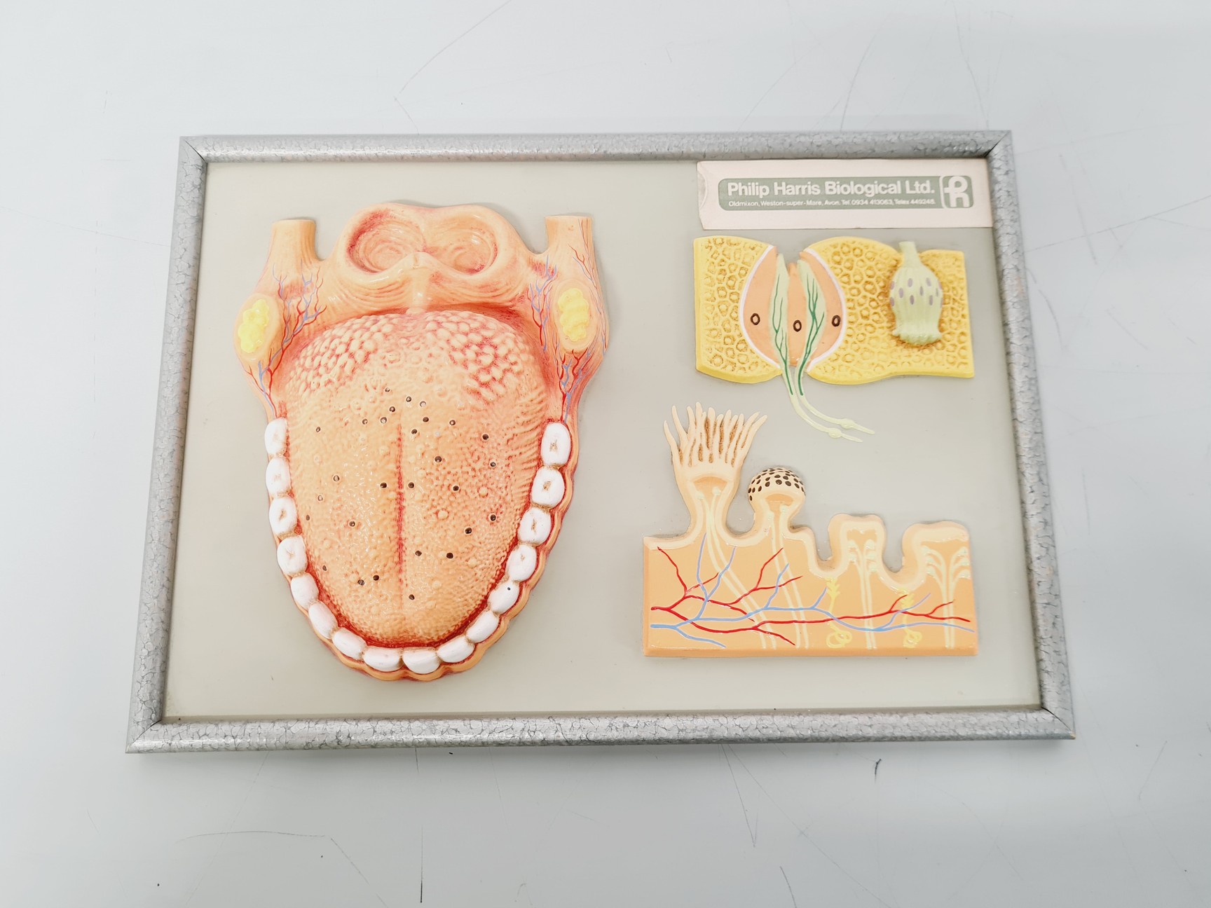 Image of Philip Harris Human Anatomy Models