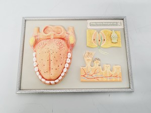 Thumbnail image of Philip Harris Human Anatomy Models