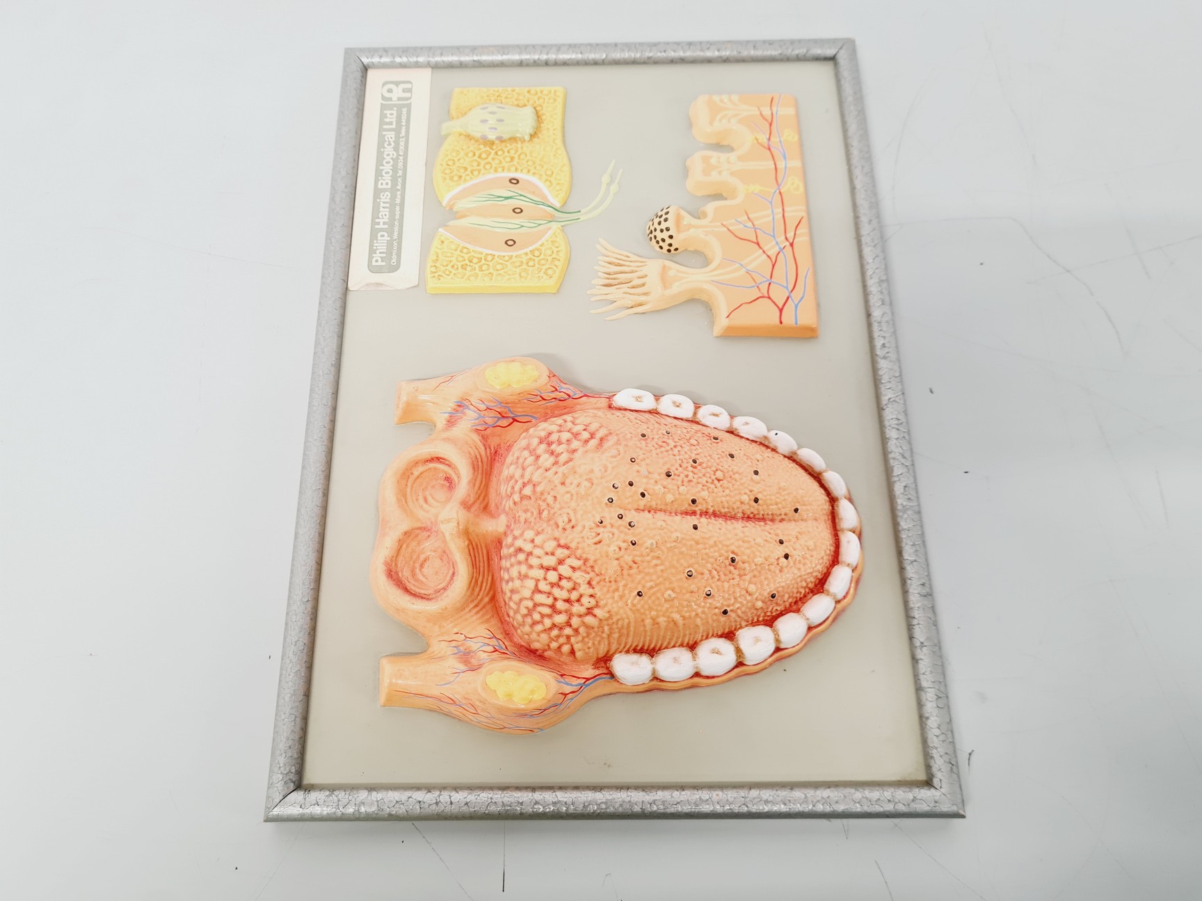 Image of Philip Harris Human Anatomy Models