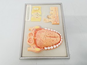 Thumbnail image of Philip Harris Human Anatomy Models