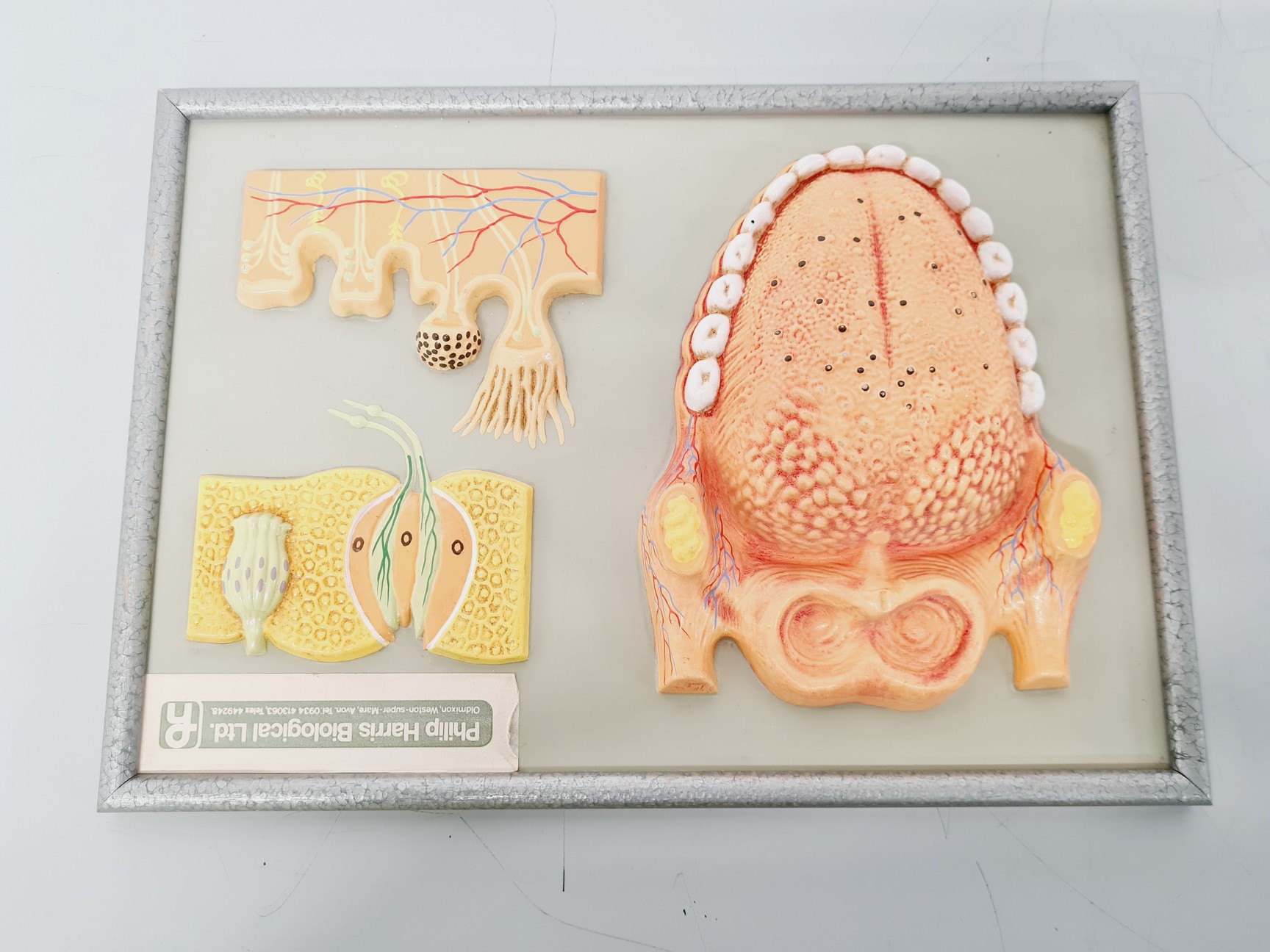 Image of Philip Harris Human Anatomy Models