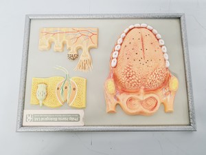 Thumbnail image of Philip Harris Human Anatomy Models