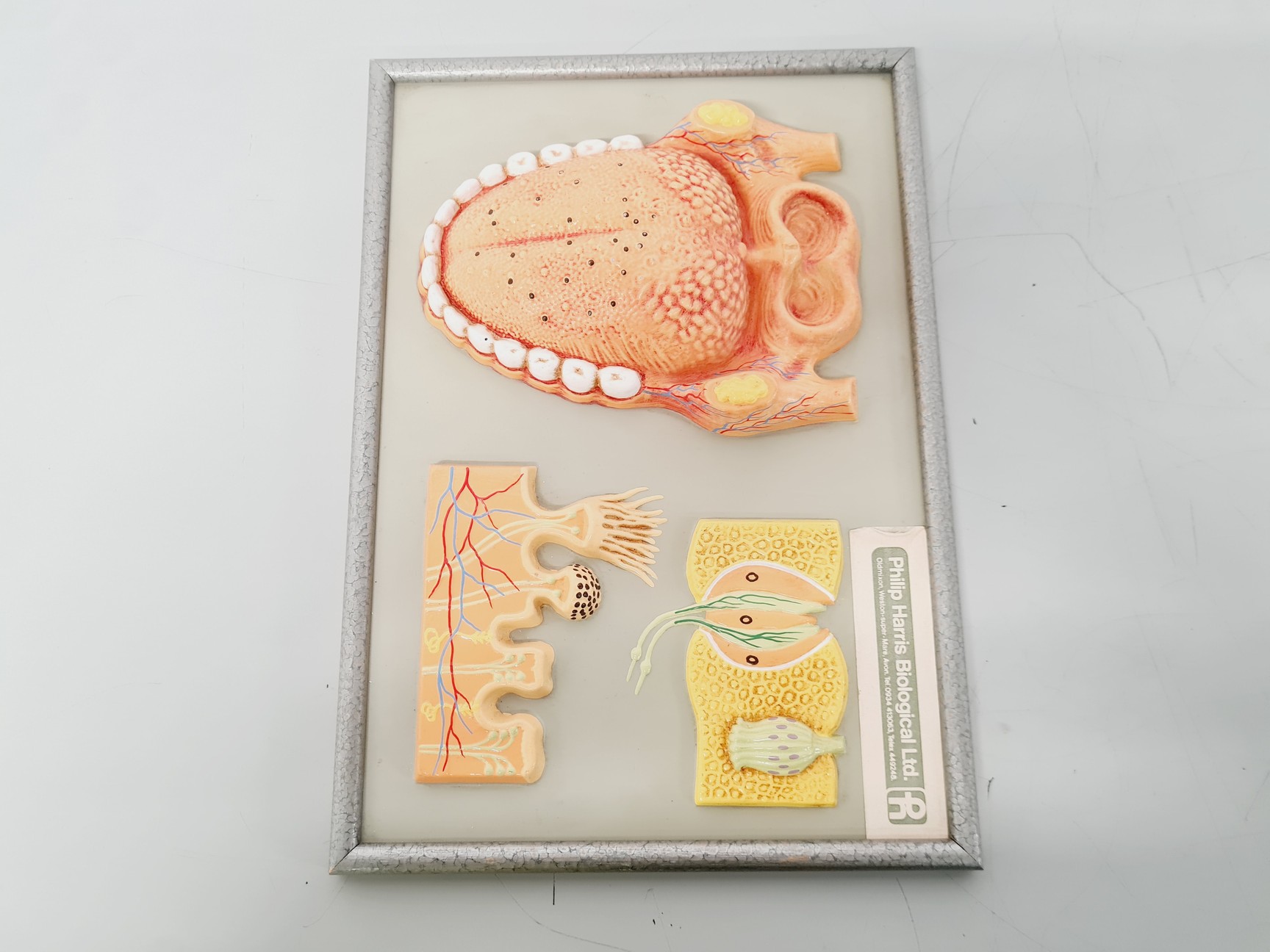 Image of Philip Harris Human Anatomy Models