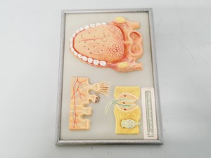Thumbnail image of Philip Harris Human Anatomy Models