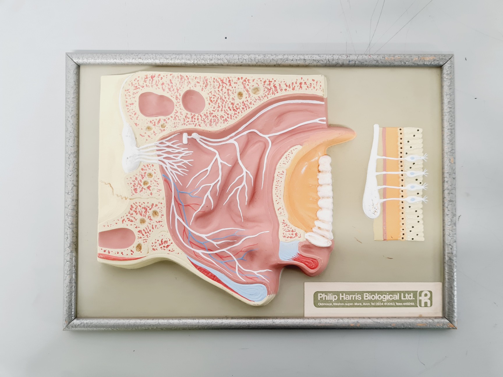 Image of Philip Harris Human Anatomy Models