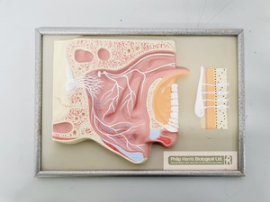 Thumbnail image of Philip Harris Human Anatomy Models
