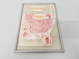 Thumbnail image of Philip Harris Human Anatomy Models