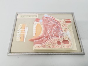 Thumbnail image of Philip Harris Human Anatomy Models