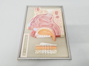 Thumbnail image of Philip Harris Human Anatomy Models