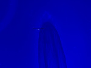 Thumbnail image of Thermo Fisher Scientific invitrogen EVOS M5000 Microscope