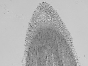 Thumbnail image of Thermo Fisher Scientific invitrogen EVOS M5000 Microscope