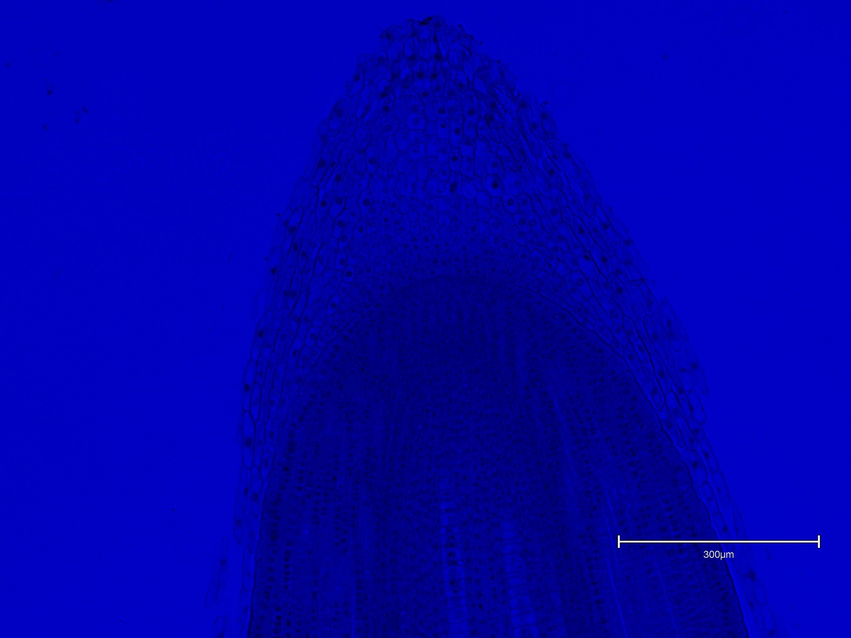 Image of Thermo Fisher Scientific invitrogen EVOS M5000 Microscope