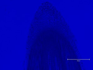 Thumbnail image of Thermo Fisher Scientific invitrogen EVOS M5000 Microscope