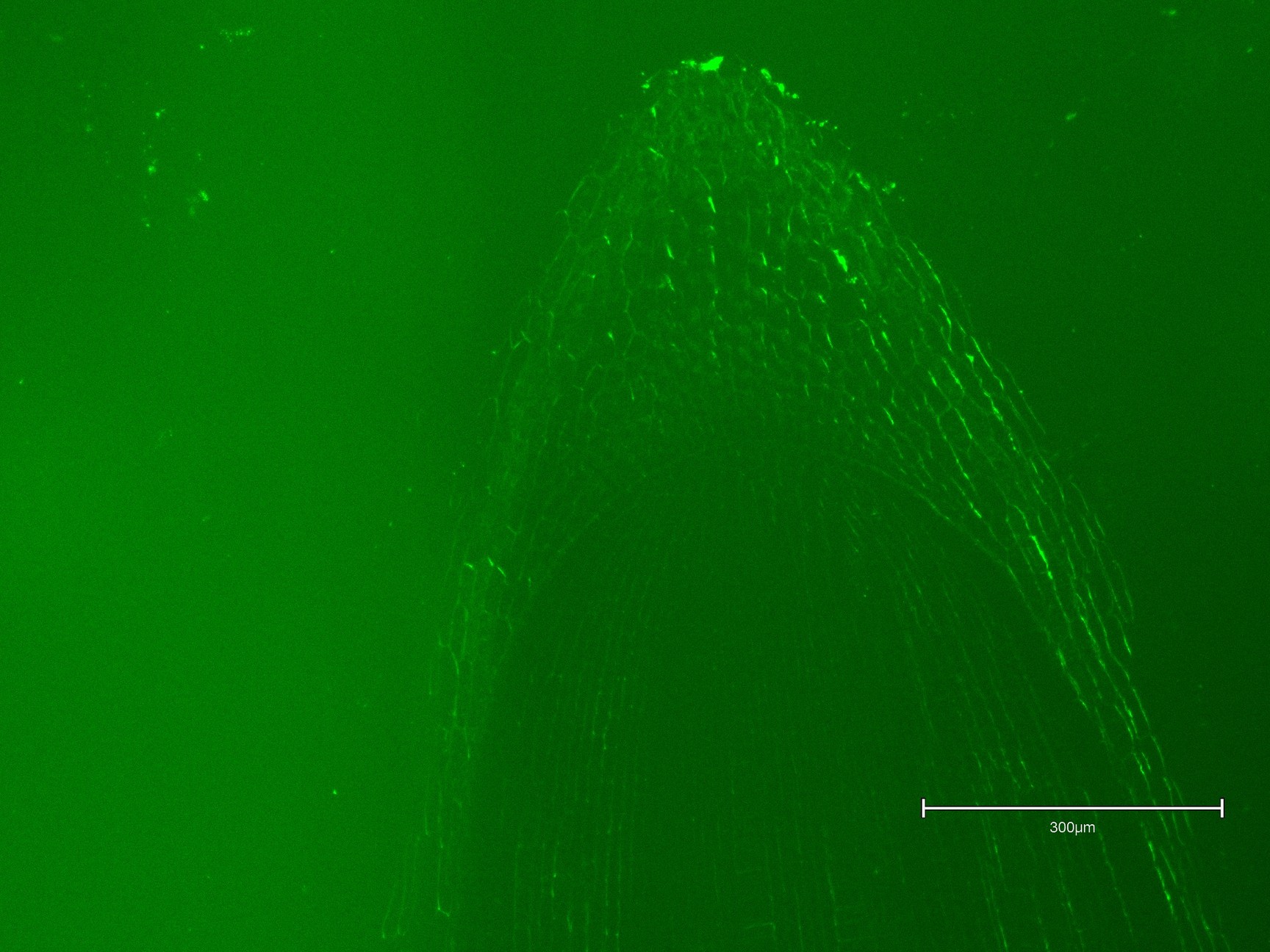 Image of Thermo Fisher Scientific invitrogen EVOS M5000 Microscope